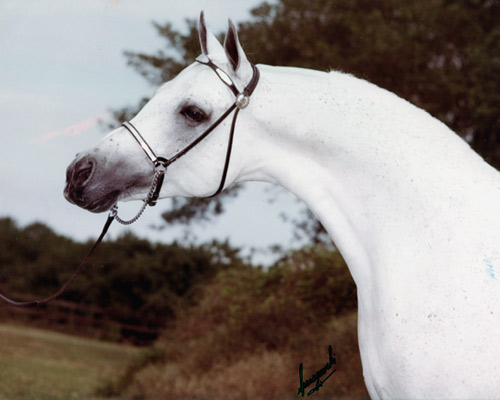 Ansata El Naseri ( Ansata Ibn Sudan x Ansata Bint Bukra )